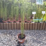 Praslička zimná (Equisetum hyemale) - výška 30-50 cm, kont. C3L